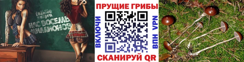 shop состав  Красавино  Псилоцибиновые грибы Psilocybine cubensis 